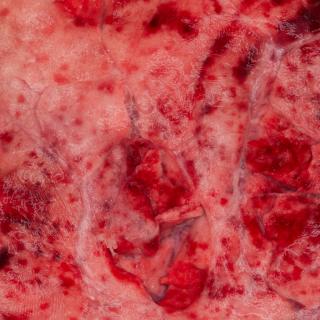 Photo Textures of RAW Pork Meat